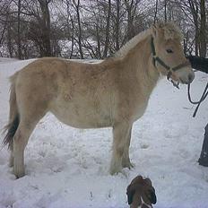 Fjordhest Baksmindes Victoria