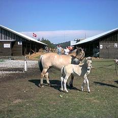 Fjordhest Baksmindes Victoria