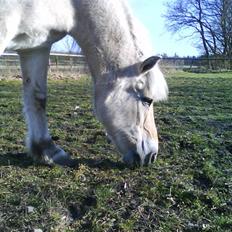 Fjordhest Mastrup Paw 1982-2009