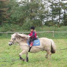 Fjordhest Mastrup Paw 1982-2009