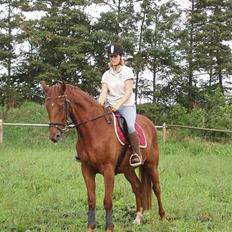 Dansk Varmblod Meldgaards Gaston (solgt) R.I.P 2002-2011