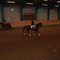 Dansk Varmblod Meldgaards Gaston (solgt) R.I.P 2002-2011