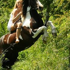 Irish Cob Rain 