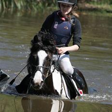 Irish Cob Rain 