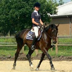 Anden særlig race Shakira (Solgt)