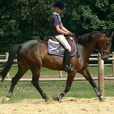 Anden særlig race Shakira (Solgt)