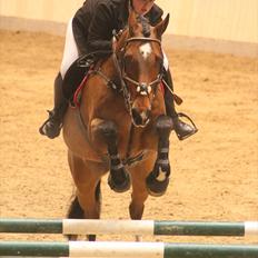 Dansk Varmblod Dioni