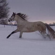 Connemara Freunds Fanny