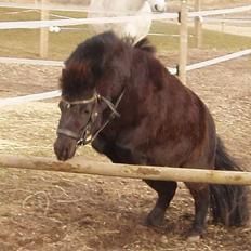 Shetlænder Sofus *Solgt* 