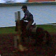 Shetlænder Sofus *Solgt* 