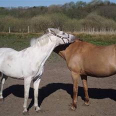 Anden særlig race Toscha R.I.P  