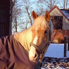 Palomino Chloé