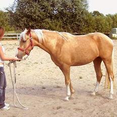 Palomino Chloé