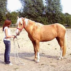 Palomino Chloé