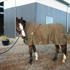 Anden særlig race Bertil