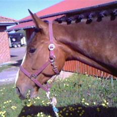 Anden særlig race Bertil