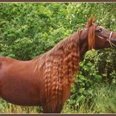 Arabisk fuldblod (OX) Sha Yalysia