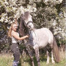 Shagya Araber (SH) Rolighedens Columbine