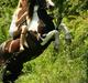 Irish Cob Rain 
