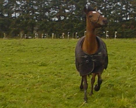 Irsk Sportspony Irish pleasure (Aflivet) - Jubiii, er lidt vild....................! billede 18