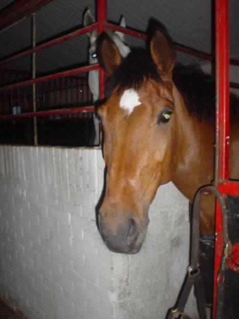 Irsk Sportspony Irish pleasure (Aflivet) - Bare søde Tykke. billede 19