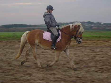 Haflinger Alliann Rundhøj - i arbejde! MÅ IKKE KOPIRES billede 19