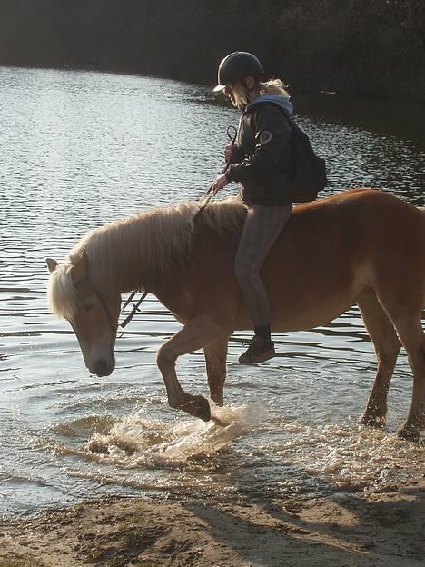 Haflinger Alliann Rundhøj - Vandhest q; hun elsker det :D MÅ IKKE KOPIRES billede 20