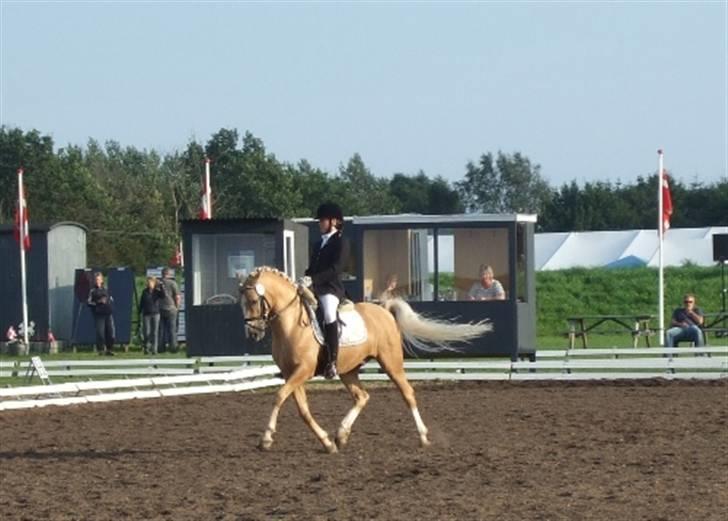 Palomino Lysholt's Cæsar SOLGT † - Landsstævne :) ,  billede 2