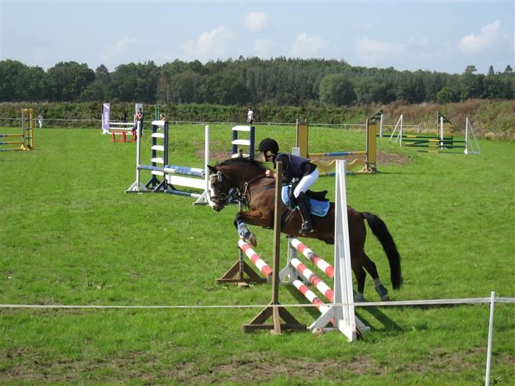 Irsk Sportspony Mr. Glen R.I.P. - Spring stævne på NFRK =LB  - 0-runde billede 15