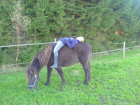 Islænder Faxi  billede 3