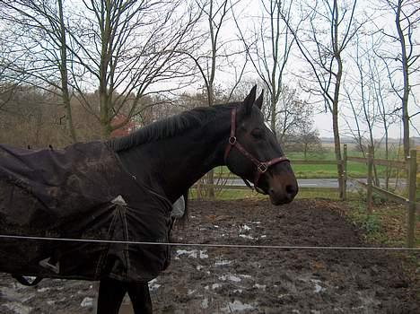 Dansk Varmblod Montahko's Simba SOLGT :( - Billede 10: På fold:D Få dage efter jeg havde fået ham.! billede 9