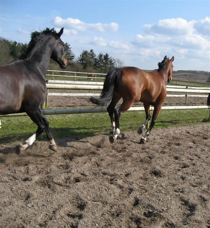 Dansk Varmblod Montahko's Simba SOLGT :( - Billede 11: Op ad bakke :p Hehe, Simba lige i hælene på kæresten Rachella !! Fotograf: Jannike <3 billede 10
