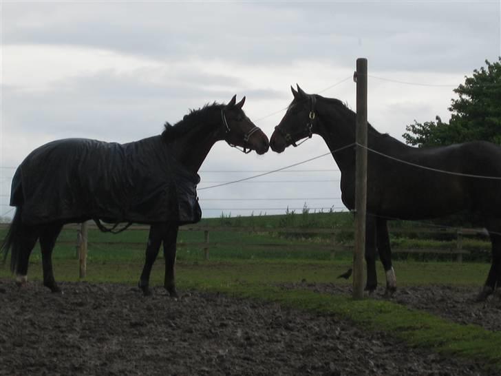 Dansk Varmblod Montahko's Simba SOLGT :( - Billede 12: Urfox og Simba =) Til minde for en dejlig hest!  billede 11