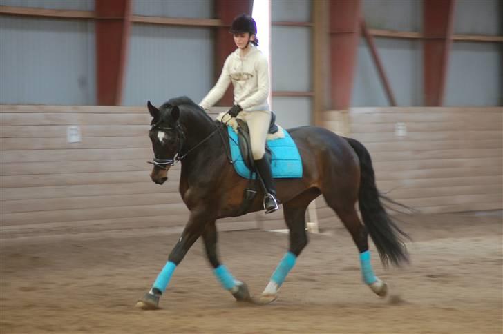 Dansk Varmblod Montahko's Simba SOLGT :( - Billede 13: "Fremvisning", da Simbas gamle ejer kom på besøg i maj 2007! Han var så tynd i de måneder! billede 12