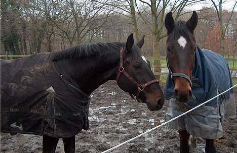 Dansk Varmblod Montahko's Simba SOLGT :( - Billede 14: Simba og Bamse<3 To dejlige drenge! Kort tid efter jeg havde fået ham billede 13