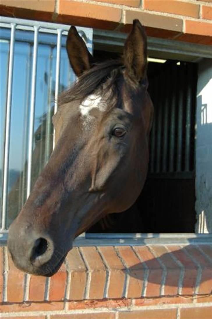 Dansk Varmblod Montahko's Simba SOLGT :( - Billede 15: Simba på Årslevgården..! billede 14