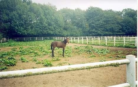 Traver Olympia Spirit - Alene billed hvilket er meget svært da jeg er extrem snaksagelig og render hen til Flemming/Diana når de er her billede 13