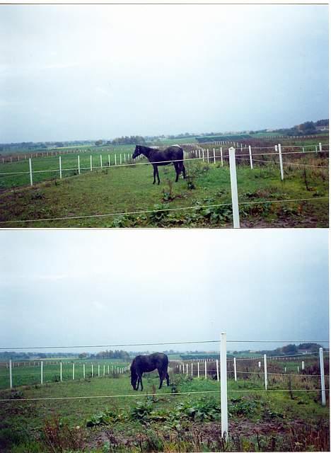 Traver Nostredamus Spirit - Græsfold 2 billede 9