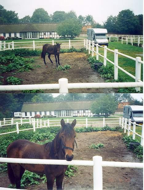 Traver Nostredamus Spirit - Lille 4-kants fold billede 10