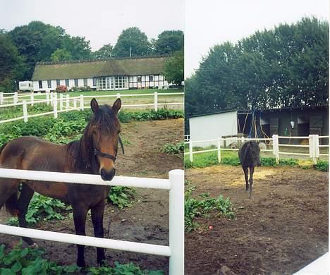 Traver Nostredamus Spirit - Folde igen billede 11