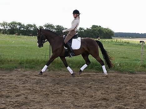 DSP Østenkærs Bandit (Solgt) billede 2