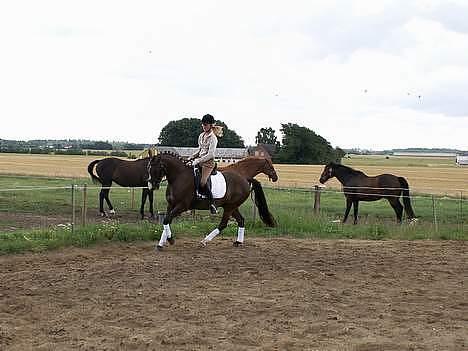 DSP Østenkærs Bandit (Solgt) billede 3