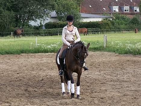 DSP Østenkærs Bandit (Solgt) billede 4