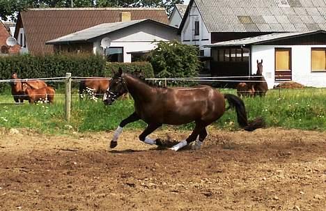 DSP Østenkærs Bandit (Solgt) billede 6