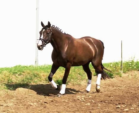 DSP Østenkærs Bandit (Solgt) billede 7