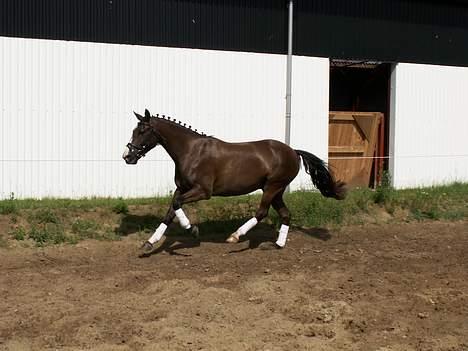 DSP Østenkærs Bandit (Solgt) billede 8