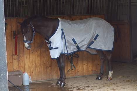 DSP Østenkærs Bandit (Solgt) billede 10