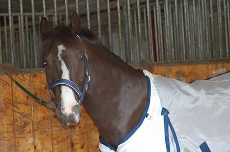 DSP Østenkærs Bandit (Solgt) billede 12