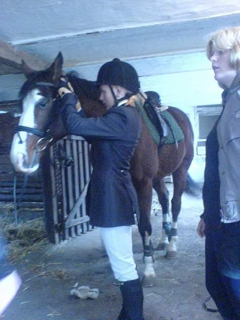 Dansk Varmblod bachus *Solgt* billede 12