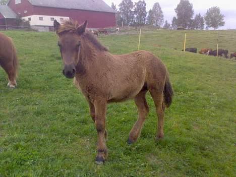 Norsk Døle Stella billede 11